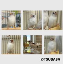 ジューシーズ＠NPO法人TSUBASA