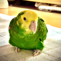 キー坊＠オオキボウシインコ