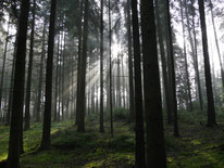 Im Fränkischen Felsengebiet, Krottensee/Pegnitz, 29.09.2024