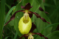 Der Orchideen Weg bei Lichtenegg - mit Frauenschuh Orchideen