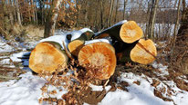 winterlicher Spaziergang bei Buchwald, 4. Februar 2026 von W. Roth