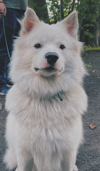 Birk vom Roten Turm Giant Spitz American Eskimo Dog Pomeranian