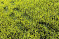 マザーアースニューズ　環境フットプリント