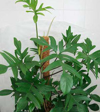 Philodendron pedatum Zimmerpflanze
