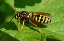 Wespe Sommer