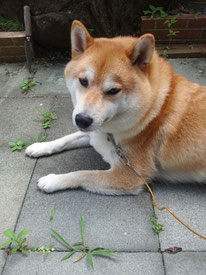 注:仙台犬ではありません