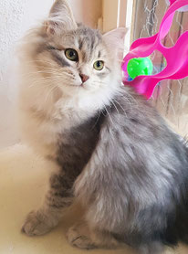 chat siberien traditionnel