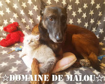 chat/chien