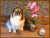 Pomeranian Hündin Karmelita von der Arnold's Eiche.