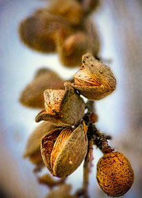 Foto: flickr - cc lizensiert - 'Almonds fit to Burst!' von Mark Chinnick