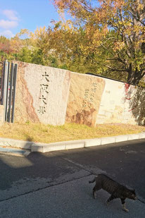 豊中キャンパス敷地入口（石橋駅側）（2018.11.29）