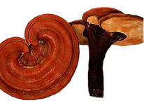 Le REISHI PLUS du reishi ganoderma lucidum un anti Fatigue et fortifiant Le reishi un Stimulant immunitaire Bonne santé cardiovasculaire Anti Arthrite et douleurs articulaires Anti Asthme et troubles respiratoires Le Reishi un redoutable anti Cancer ?