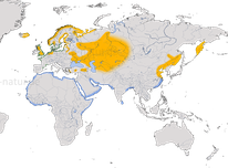 Karte zur Verbreitung des Austernfischers (Haematopus ostralegus)