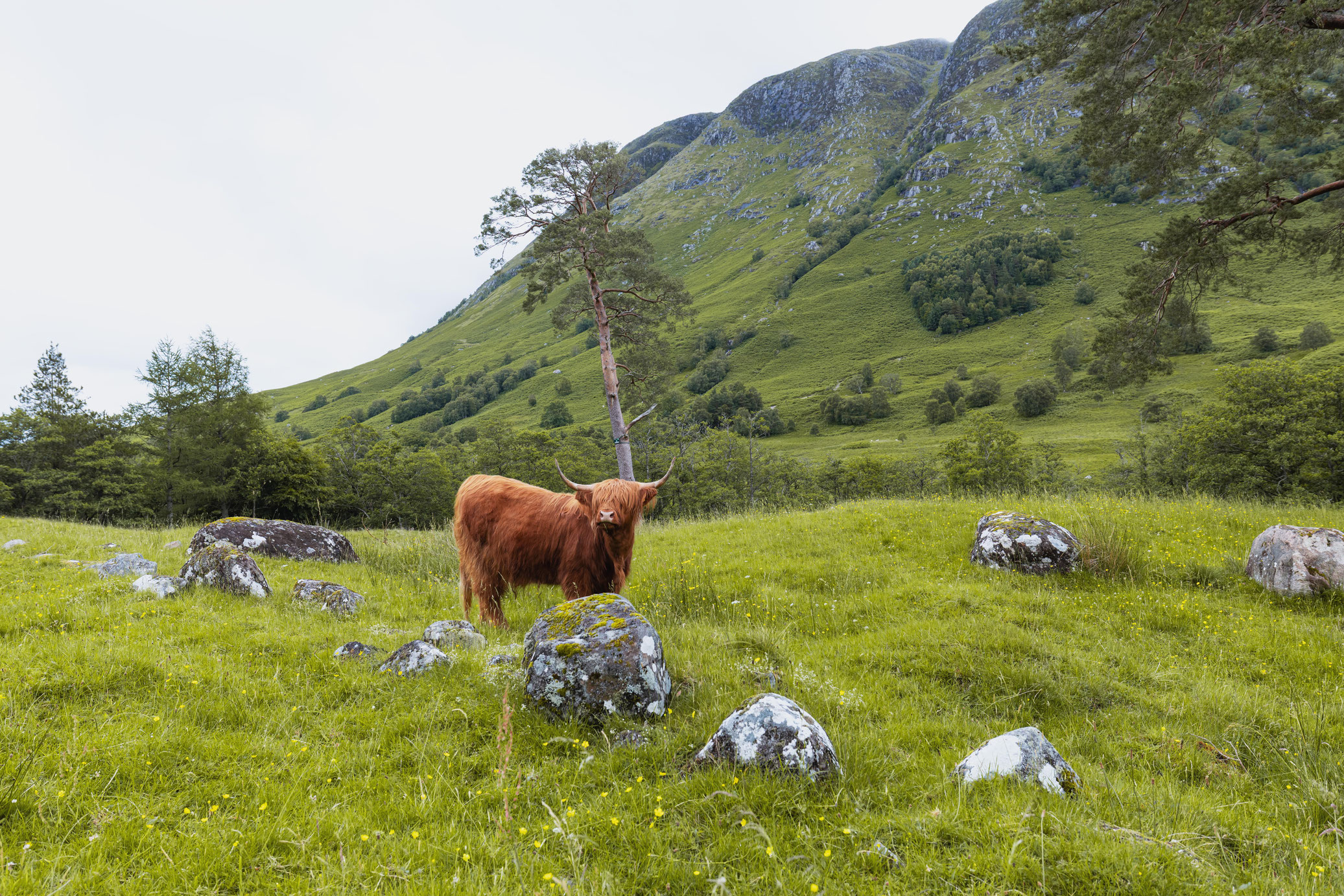 Vache des Highlands - eCOSSE