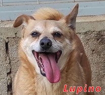 Lupino - Region Lanusei - geb. 11/2015
