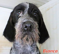 Bianca (8 Welpen) - geb. 06/2021