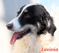 Lavinia - Region Lanusei - geb. ca. 06/2021