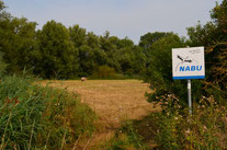 Die Moorwiese