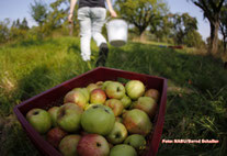 Apfelernte auf der Streuobstwiese (Foto: NABU/Bernd Schaller)
