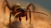Heimische Ameisen, hier die Rote Waldameise (Formica rufa), breiten sich nicht so aus, wie invasive Ameisenarten (z.B. Große Drüsenameise).(Foto: Birgit Ehmig/naturgucker.de)