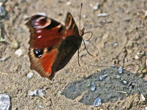 [Foto: Tagpfauenauge Inachis Io in Schwieberdingen, 16.4.2005]