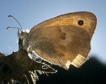 [Foto: Kleines Wiesenvögelchen (Coenonympha pamphilus) 27.8.2004 in Schwieberdingen]