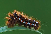 [Foto: Raupe der Ampfer-Rindeneule (Acronicta rumicis) in Ditzingen an der Talmühle 17.9.2005]