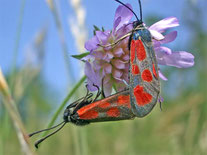  [Foto: Hochzeit der Beilfleck-Widderchen (Zygaena loti) in Markgröningen am 13.6.2007]