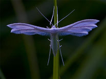 [Foto: Federgeistchen Pterophorus pentadactylus in Schwieberdingen an der Neumühle, 1.8.2005]