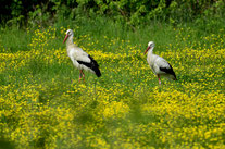 Weiß-Storch