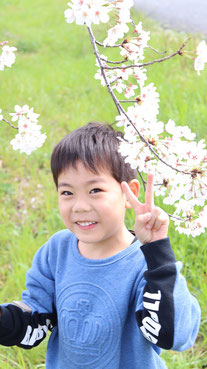 桜を眺める子供の写真フリー素材　Children's photos looking at the cherry blossoms Free material