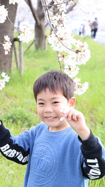 桜を掴もうとする子供の写真フリー素材　Photo free material of a child trying to grab a cherry blossom