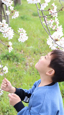 桜と子供の写真フリー素材　Sakura and children photos free material