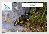 Themenmonat März: Amphibien
