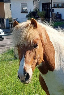 Freizeitpferd Helgi steht auf der Wiese in einem Garten und guckt interessiert in die Kamera