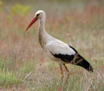 © NABU / Frank Derer