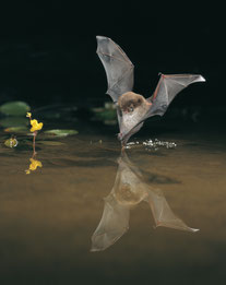 Wasserfledermaus