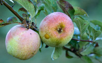 Äpfel auf Streuobstwiese (Foto: Frank Derer)