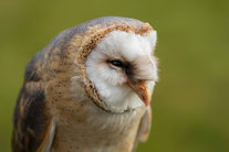Portrait einer Schleiereule