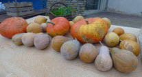 courges automne