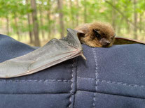 Rauhautfledermaus © J. Bauer