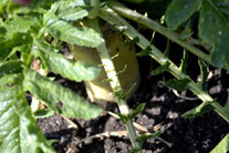 スリーエフ農法の無農薬野菜 大根