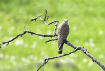 Ein Turmfalke beobachtet uns