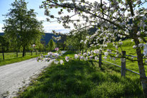 Blütenpracht in der Morgensonne