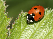 Ein orangeroter Marienkäfer mit schwarzen Punkten auf den Flügeln und schwarzem Kopf und Hals mit weißen Flecken auf einem grünen Blatt.