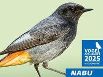 Ein Hausrotschwanz-Männchen vor einem grünen Hintergrund. Links der Spruch in weiß auf orangenem Feld "Mut zur Lücke!", Rechts das Logo "Vogel des Jahres 2025" und der Schriftzug "NABU". Oben rechts in der Ecke Urheber-Hinweis "Foto: Dennis Lorenz/BIA"