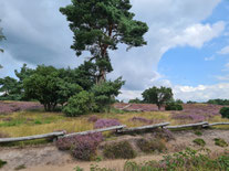 Foto: (K. Geilen) Westruper Heide