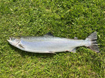 Lachse angeln in Norwegen, Unterwasser Aufnahmen, mittlerer Fluss, mit Blinker