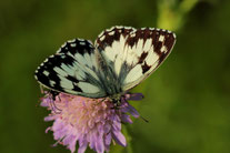 Foto: Wilfried Keller