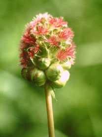 Wiesenknopf   Foto: Hermann Saur                                    